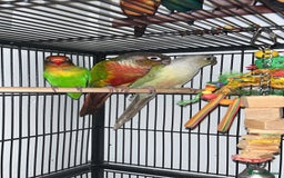 Lovebirds birds for sale: Conures and love bird  - Image 1
