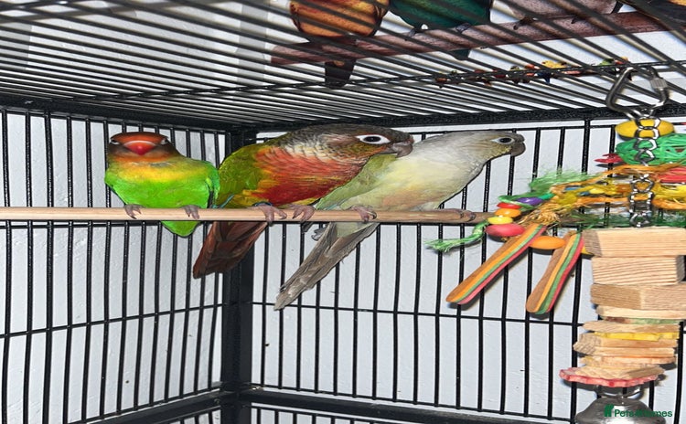 Lovebirds birds - Advert 1