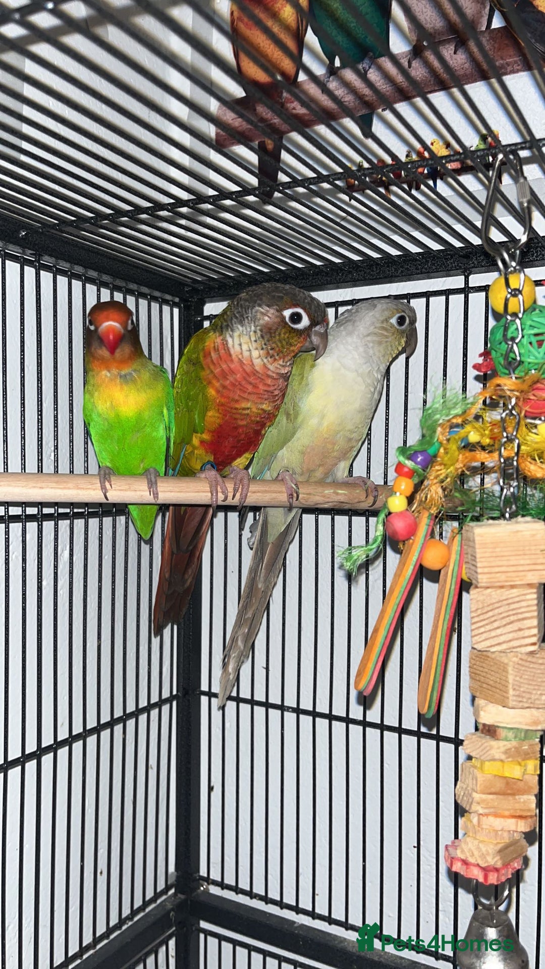 Lovebirds birds for sale: Conures and love bird  - Image 1