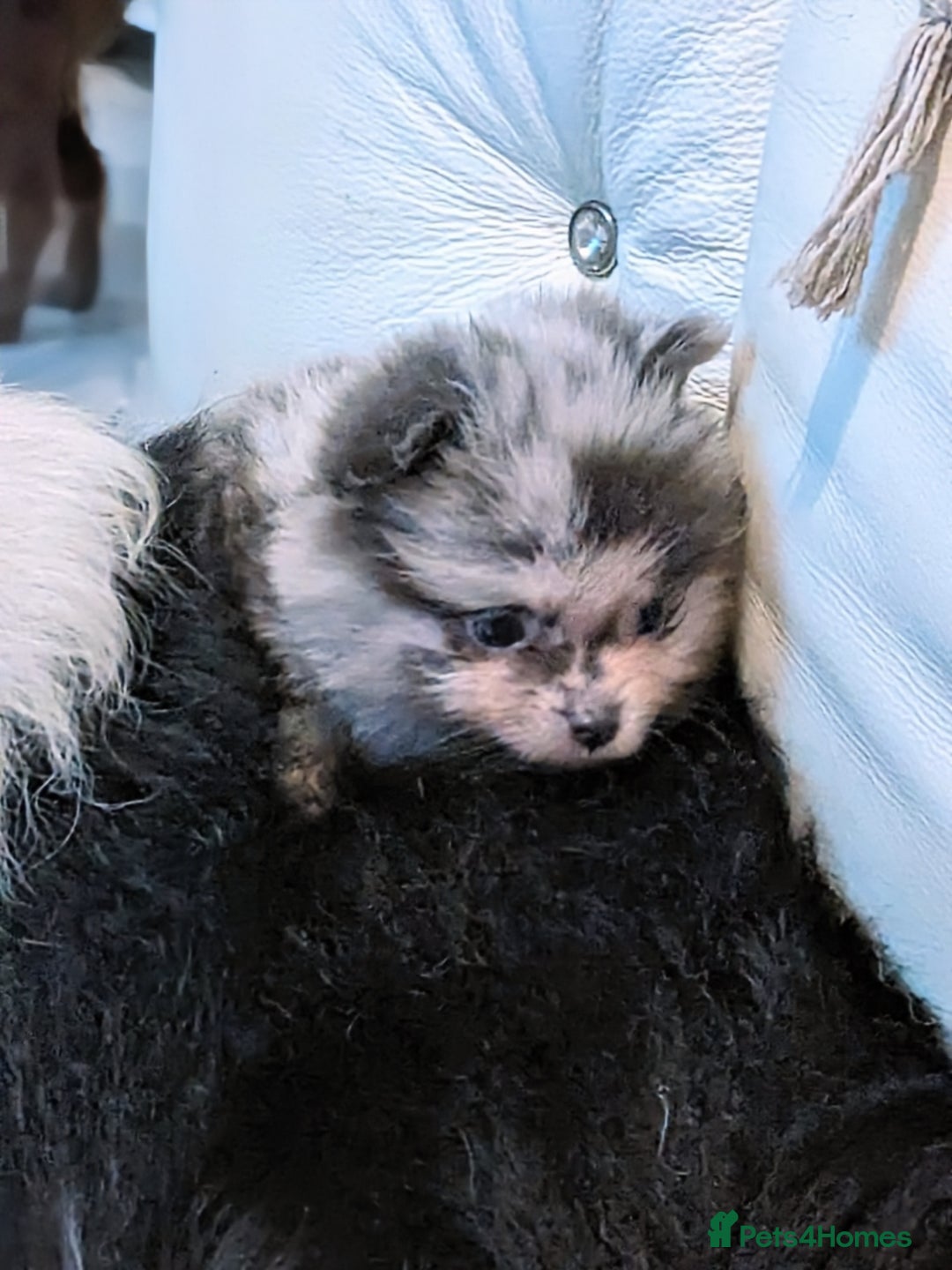 Pomeranian dogs for sale: Pomeranian Blue girl left!   - Advert 31