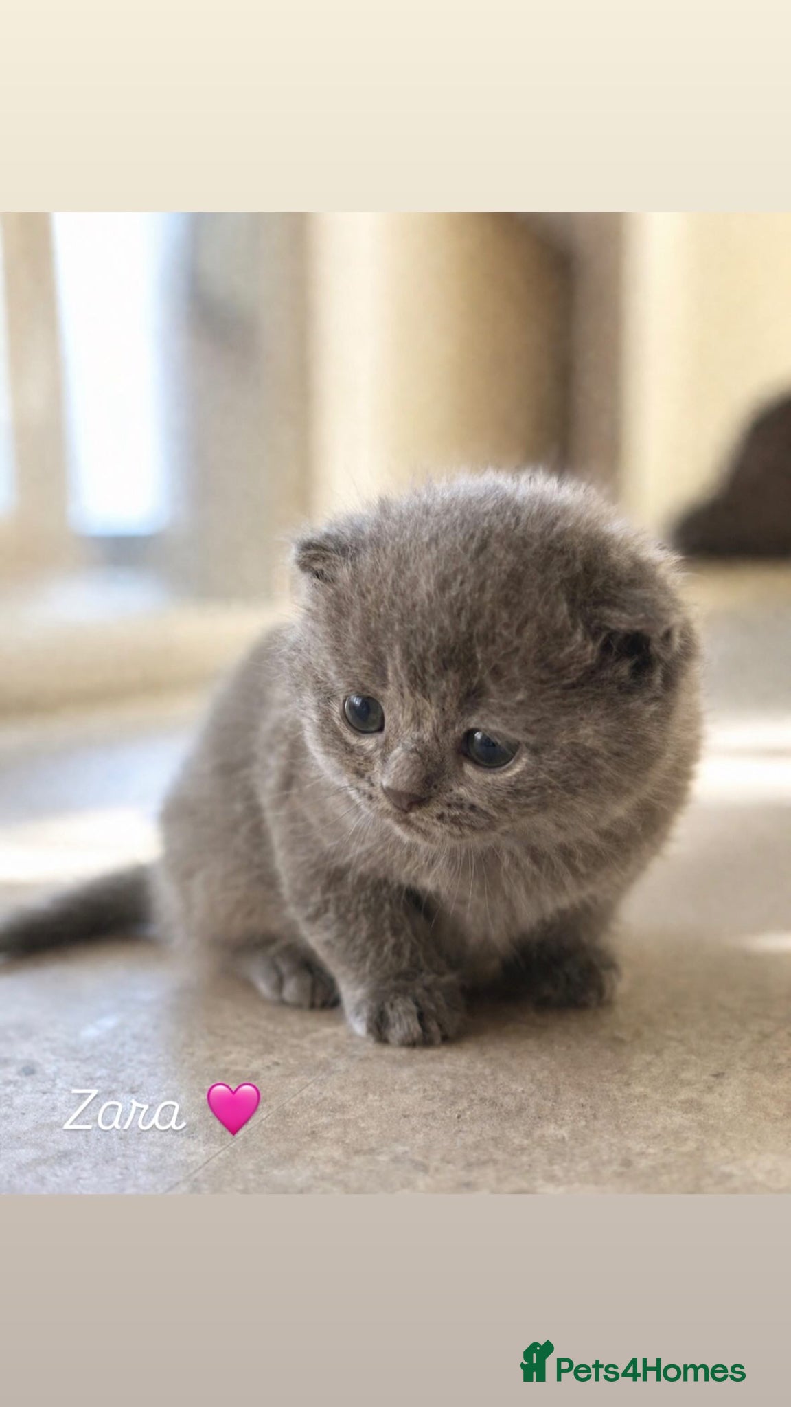 Mixed Breed cats BSH mixed all grey girl  - Advert 2