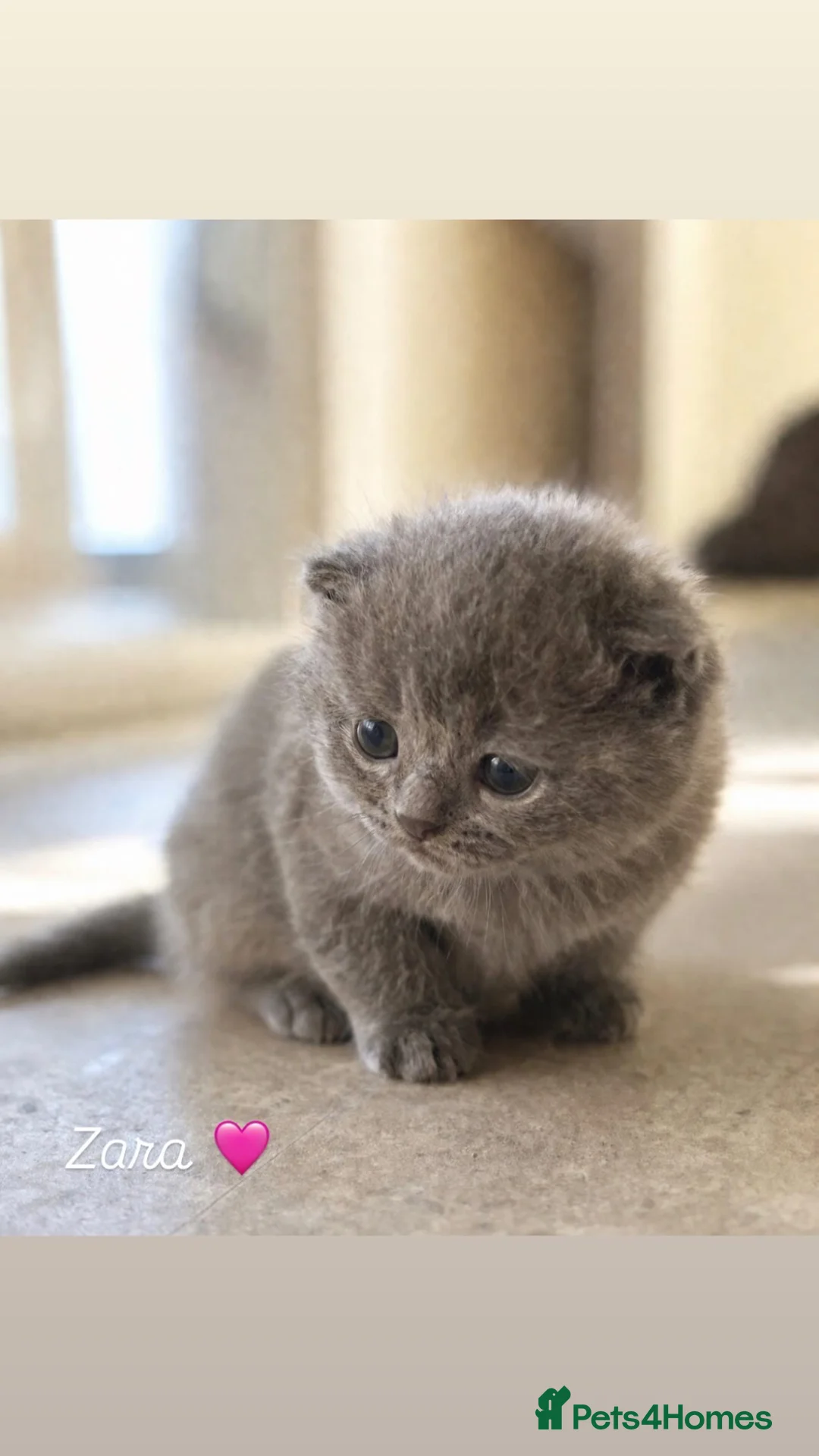 Mixed Breed cats for sale: BSH mixed all grey girl  - Advert 1