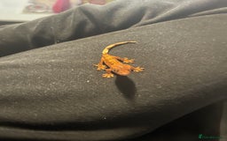 Gecko reptiles for sale: Baby Crested Geckos  - Image 1
