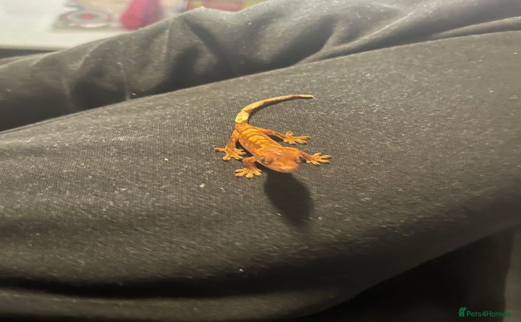 Gecko reptiles - Advert 3