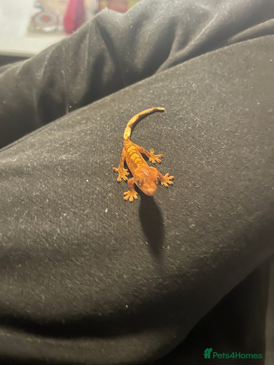 Gecko reptiles for sale: Baby Crested Geckos  - Image 1