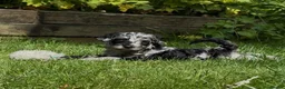 Bordoodle dogs for sale: Miniature Bordoodle Puppies - Advert 11