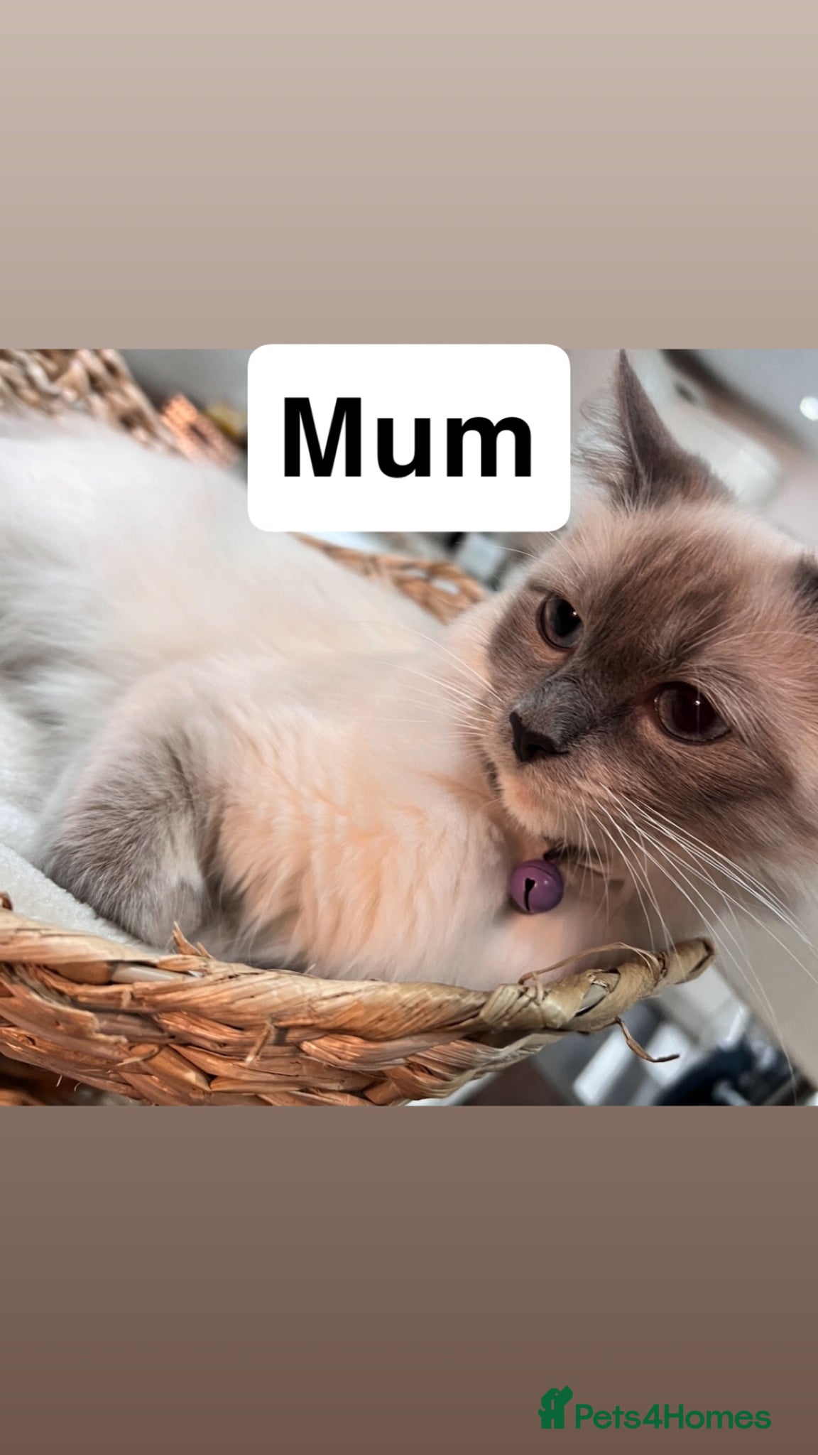 Mixed Breed cats Ragdoll x kittens  - Advert 1