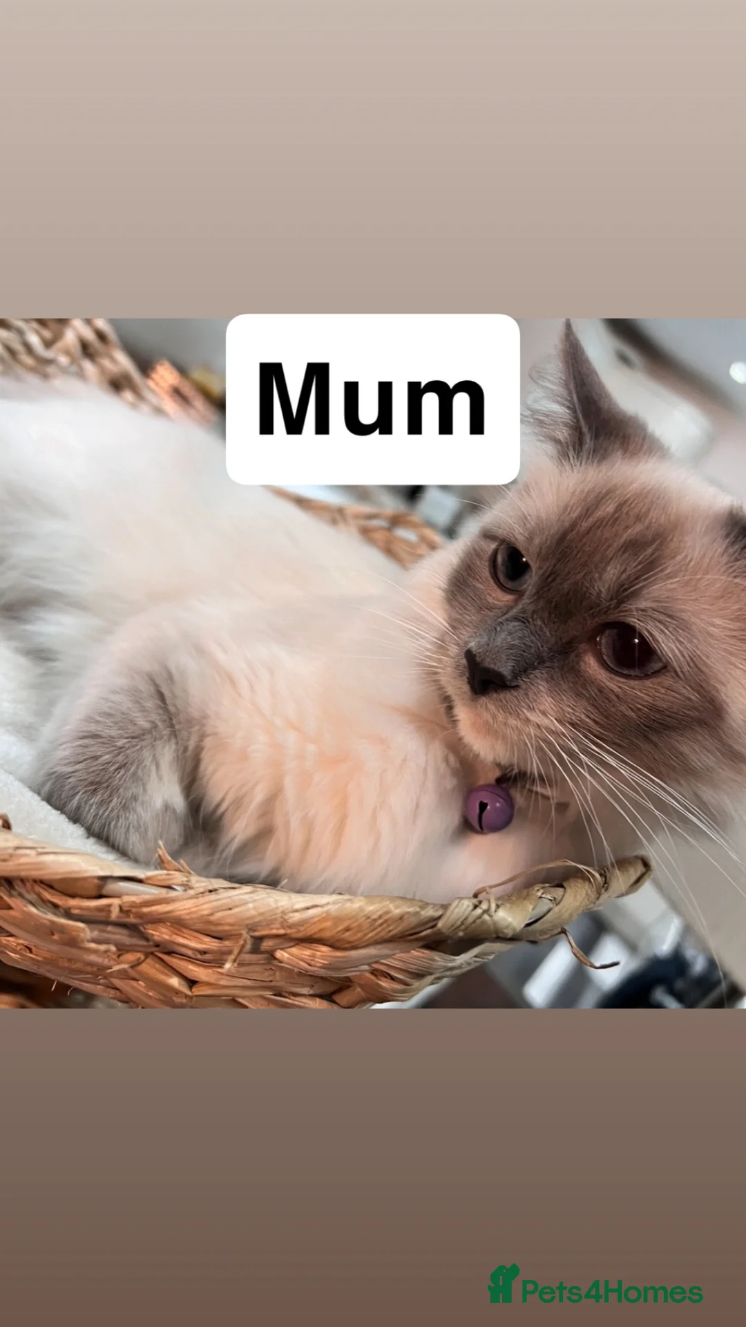 Mixed Breed cats for sale: Ragdoll x kittens  in Bradford - Advert 1