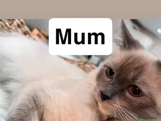 Mixed Breed cats Ragdoll x kittens - Advert 2