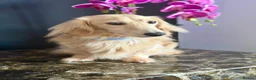 Miniature Dachshund dogs for stud: Cream Miniature Stud  - Advert 8