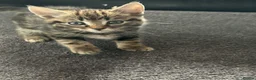 Mixed Breed cats for sale: Kittens in Cranbrook - Advert 2