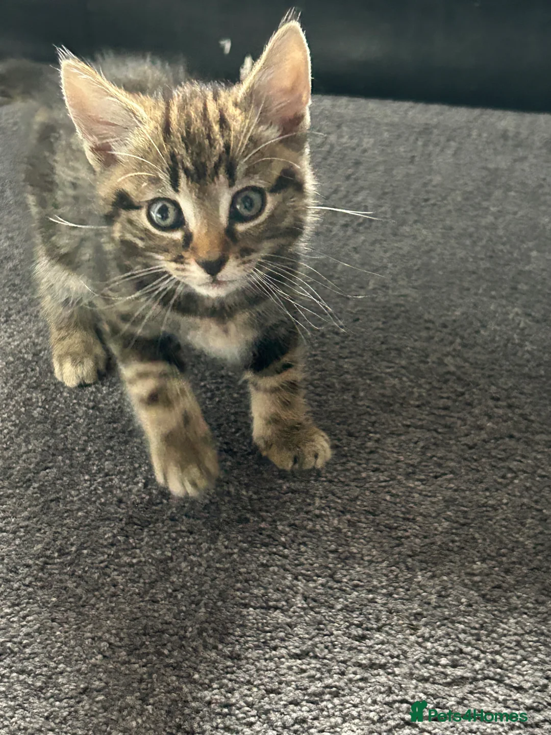 Mixed Breed cats for sale: Kittens in Cranbrook - Advert 2