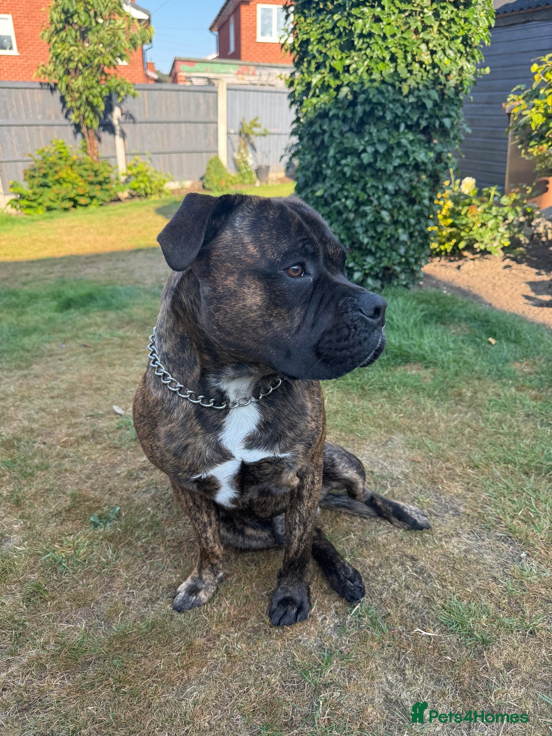 Mixed Breed dogs for sale: Bear bullmastiff x Staffordshire bull terrier - Image 3