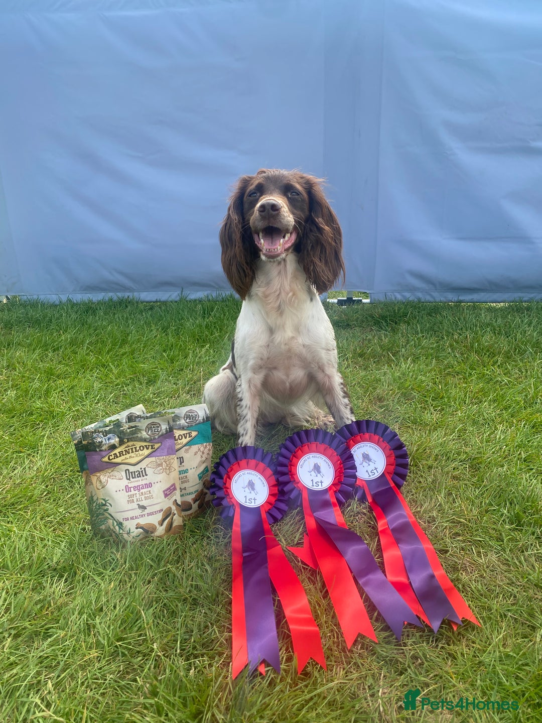 English Springer Spaniel dogs for sale: KC Registered English Springer Spaniel puppies - Advert 4