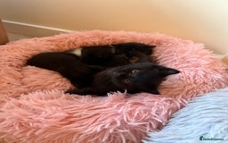 Mixed Breed cats for sale: Adorable kittens ready to go - Image 10
