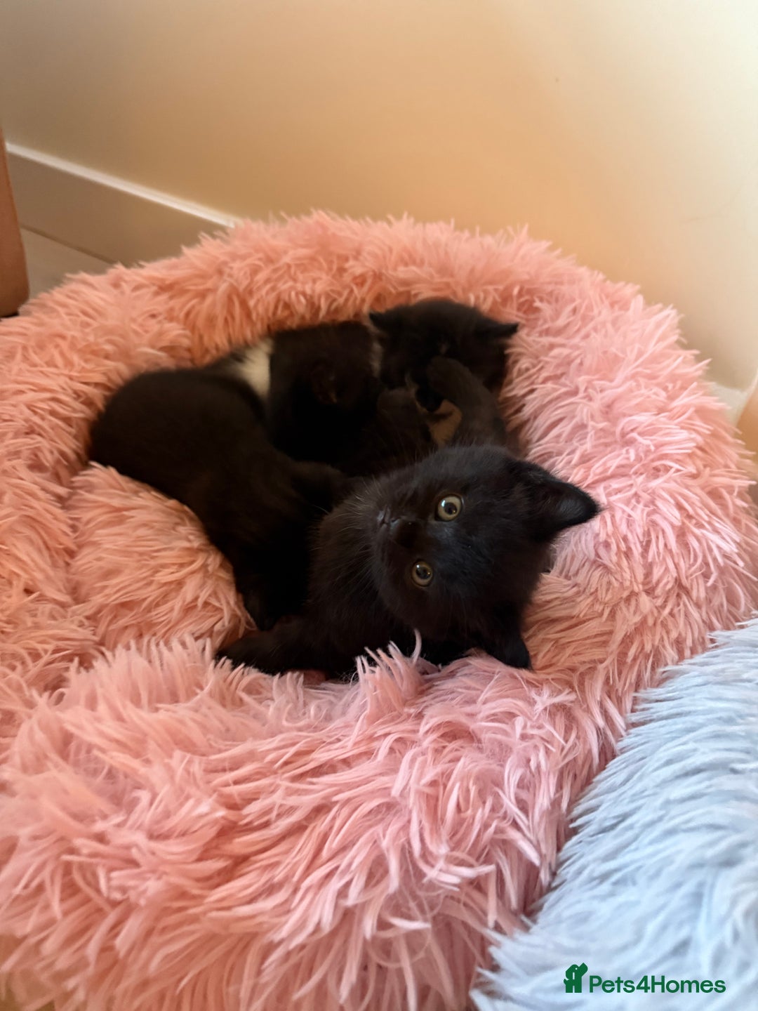 Mixed Breed cats for sale: Adorable kittens ready to go - Image 10