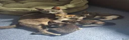 Mixed Breed cats for sale: Gorgeous kittens for sale - Advert 4