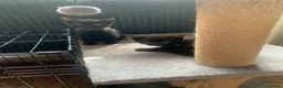 Mixed Breed cats for sale: Bengal kittens  in Huntingdon - Advert 11