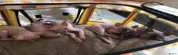 Sphynx cats for sale: Sphynx kittens - Advert 2