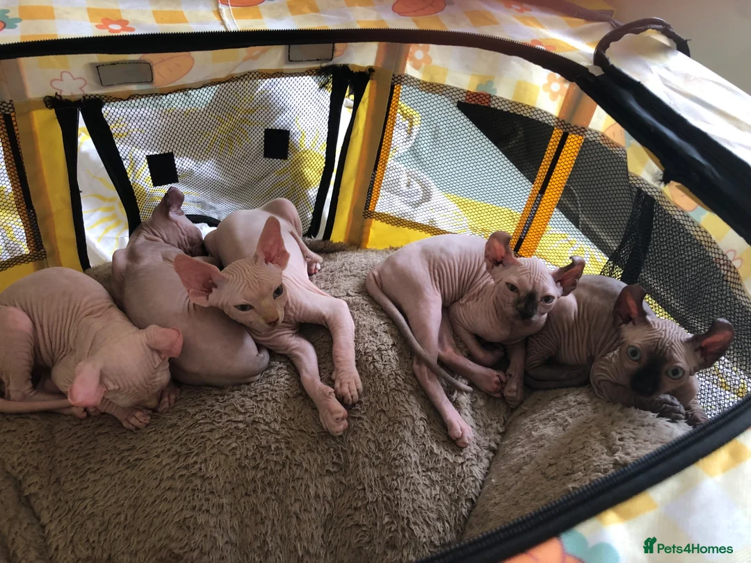 Sphynx cats for sale: Sphynx kittens - Advert 2