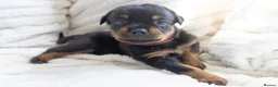 Rottweiler dogs for sale: Full KC Pedigree Rottweilers - Advert 9