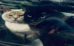 British Shorthair cats for sale: British shorthair X ragdoll  - Image 35