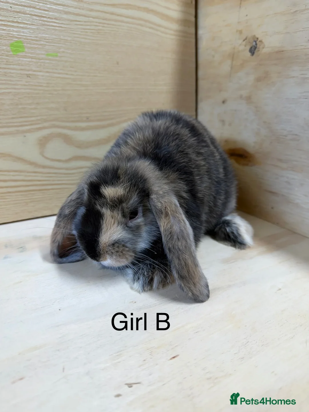 Mini Lop rabbits for sale: Beautiful mini lop bunnies - Advert 6