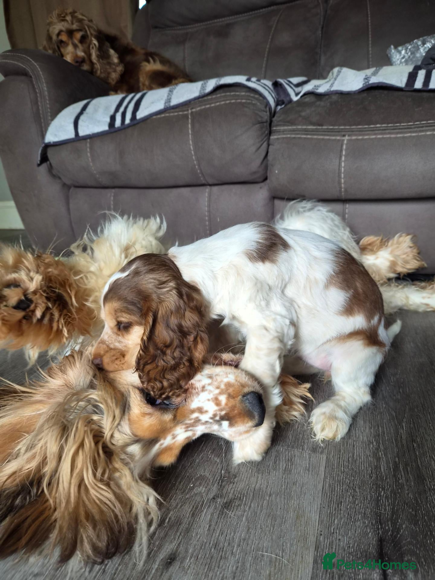 Cocker Spaniel dogs Kc reg show cocker spaniel - Advert 2