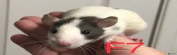 Rat rodents for sale: Beautiful tame fancy rats - Advert 7