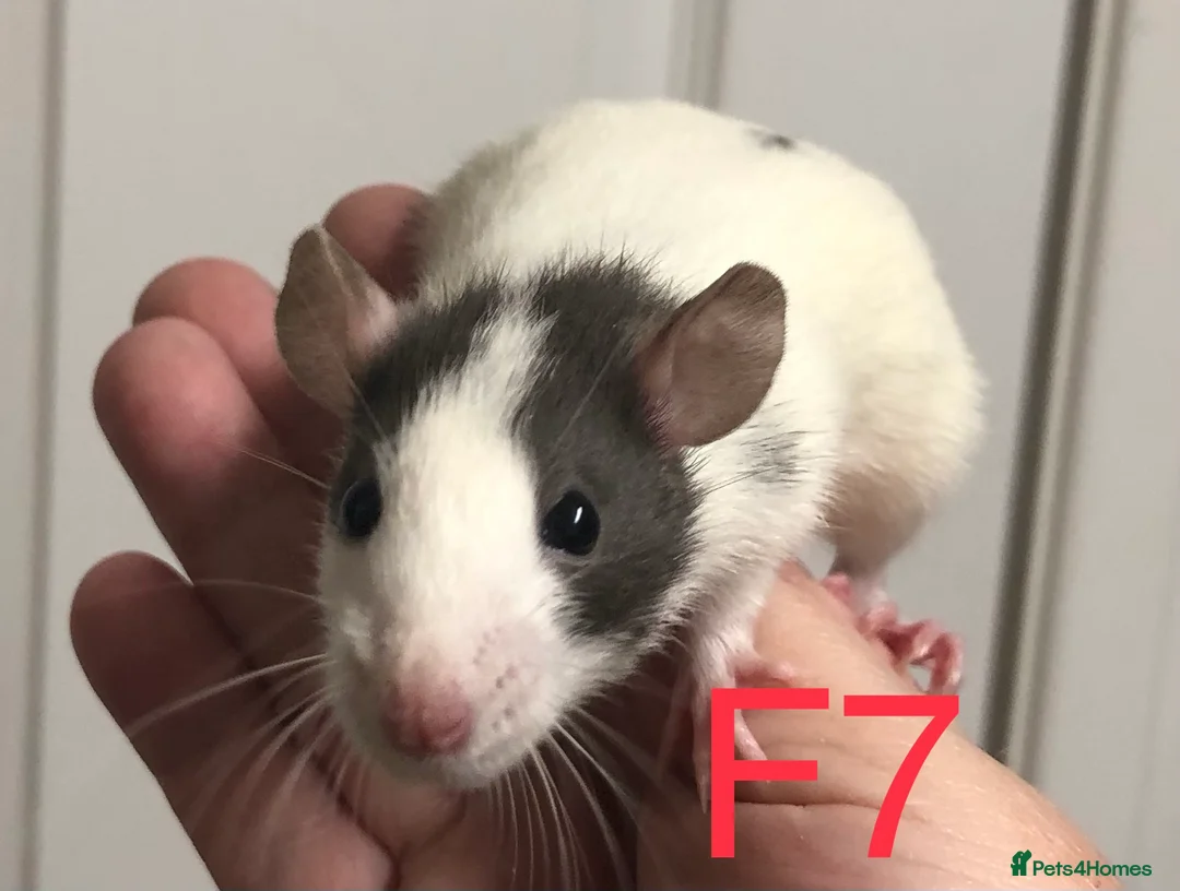 Rat rodents for sale: Beautiful tame fancy rats - Advert 7