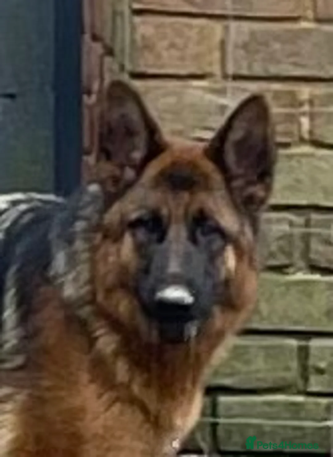 German Shepherd dogs for sale: German shepherd female x 2 - breeding g contract  - Advert 1