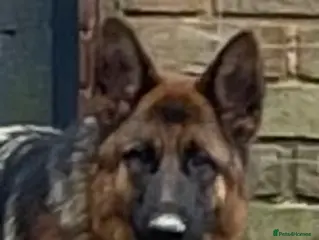 German Shepherd dogs German shepherd female x 2 - breeding g contract - Advert 2