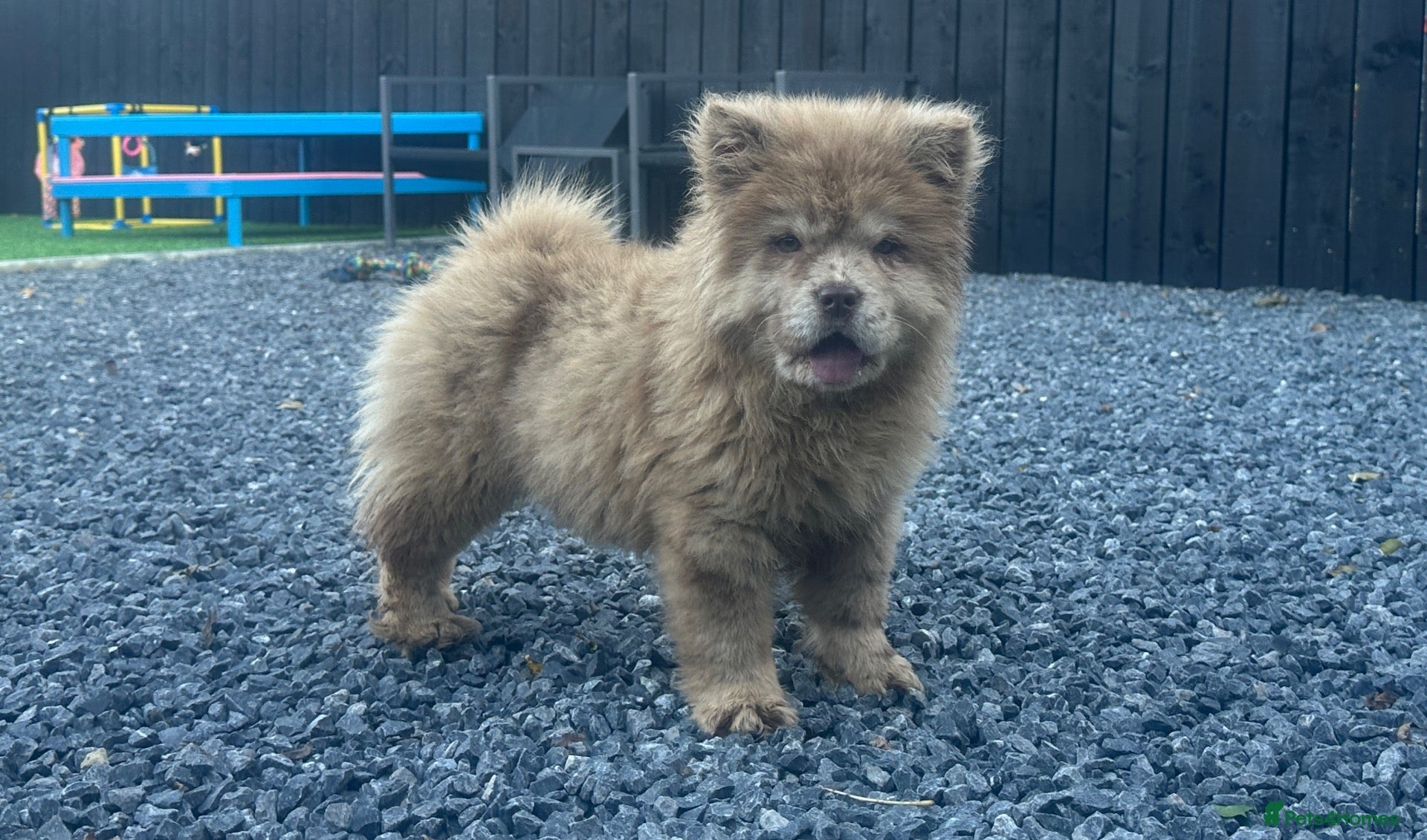Chow Chow dogs for sale: Stunning exotic colour chowski puppies for sale  - Advert 1