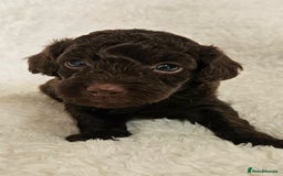 Toy Poodle dogs for sale: Toy poodle puppies  - Image 3