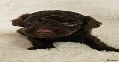 Toy Poodle dogs - Advert 5