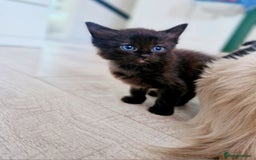 Ragdoll cats for sale: Sweet kitties looking good home 🏡  - Image 2