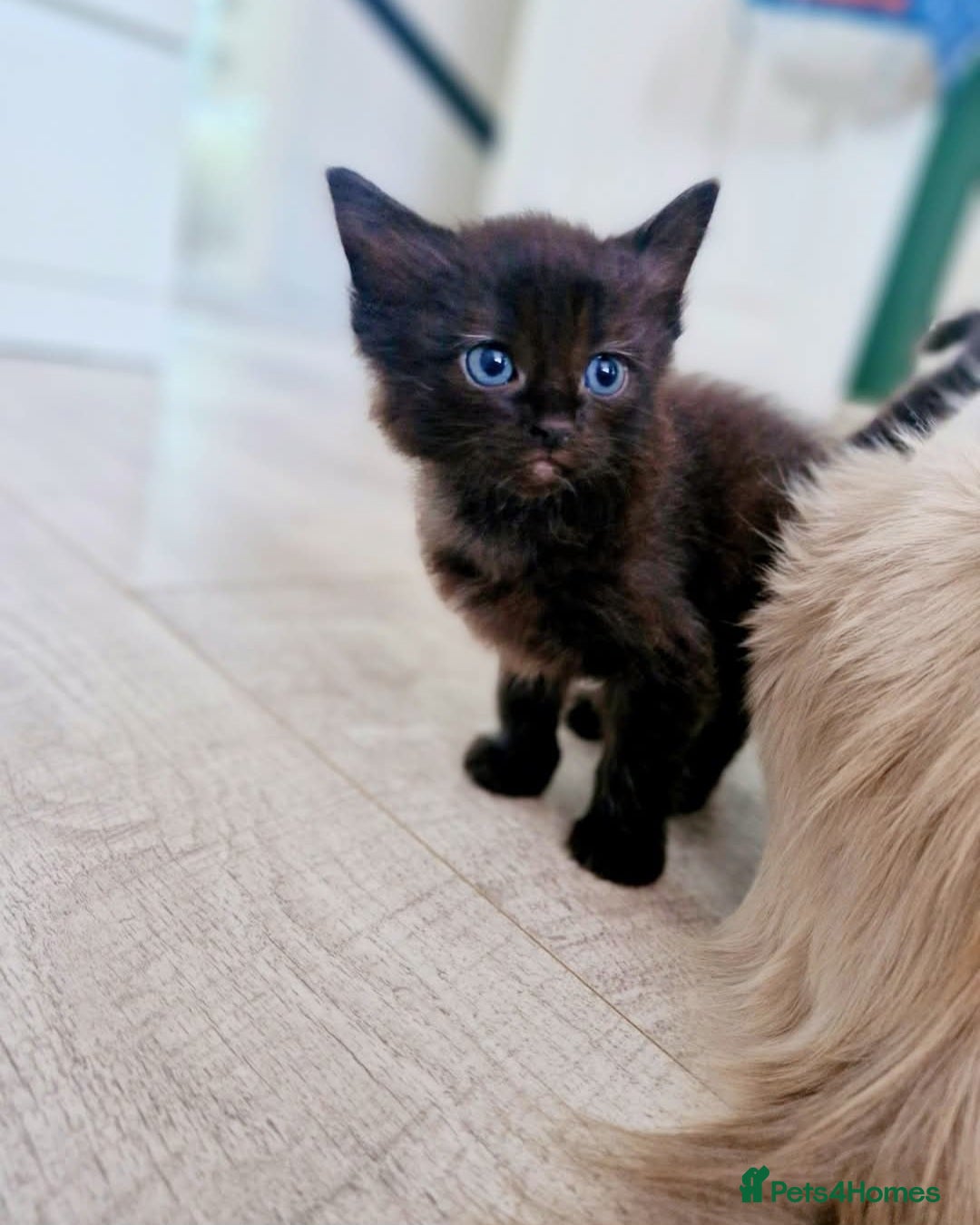 Ragdoll cats for sale: Sweet kitties looking good home 🏡  - Image 2