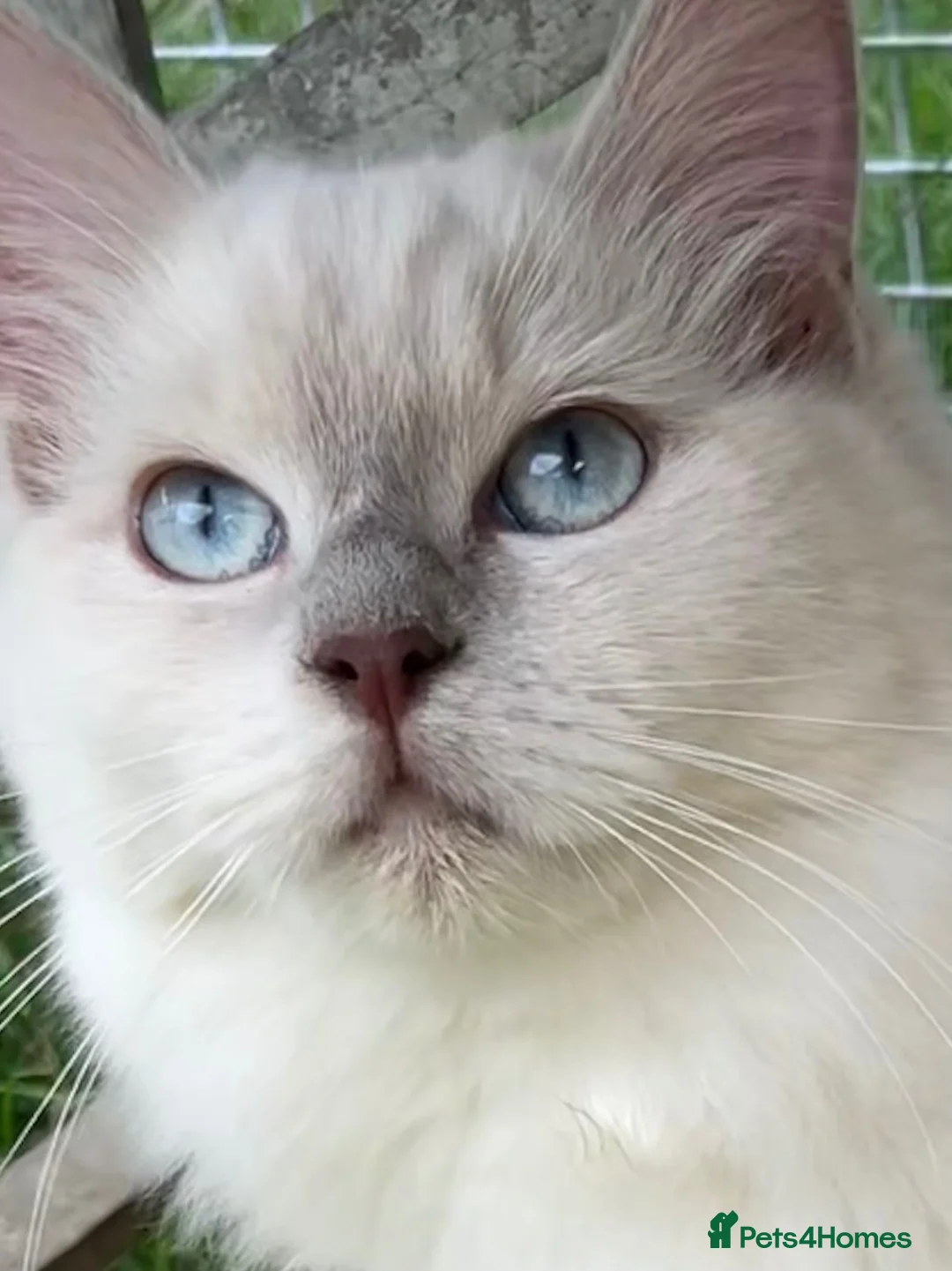 Ragdoll cats for sale: Lilac mink mitted Ragdoll - Advert 2