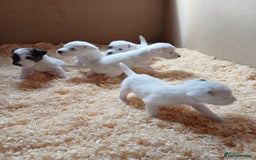 Parson Russell dogs for sale: **Parson Russell Terriers** - Image 8