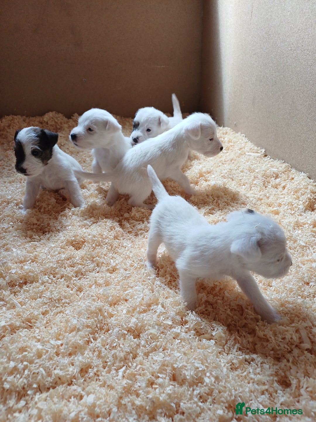 Parson Russell dogs for sale: **Parson Russell Terriers** - Image 8