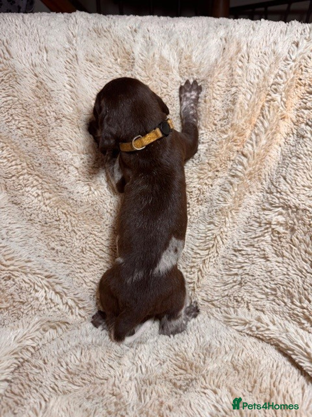 German Shorthaired Pointer dogs for sale: KC Reg Champ blood Lines GSP Pointer Pups - Leeds - Advert 19