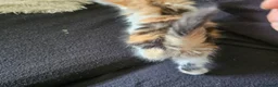 Mixed Breed cats for sale: Beautiful Kittens - Advert 4