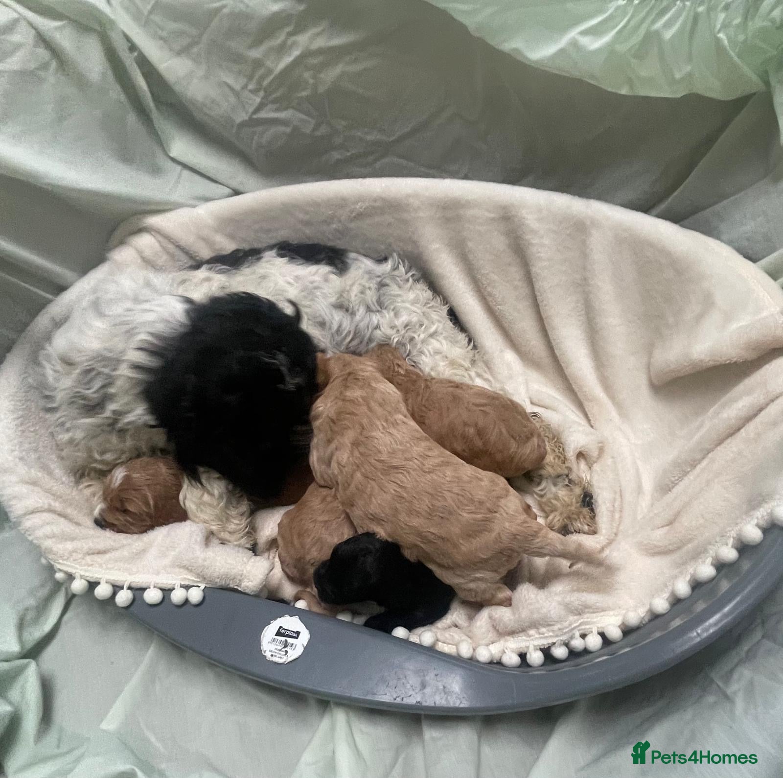 Cockapoo dogs F2 cockapoo puppies for sale - Advert 1