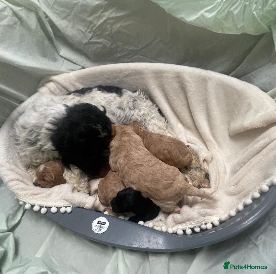 Cockapoo dogs for sale: F2 cockapoo puppies for sale - Advert 1