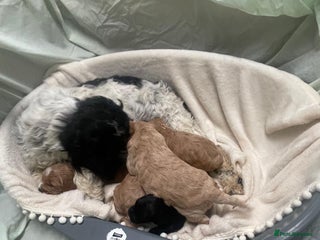 Cockapoo dogs F2 cockapoo puppies for sale - Advert 1