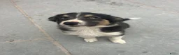 Mixed Breed dogs for sale: 🐾 Six Beautiful Welsh Border Collies 🐾 - Advert 24