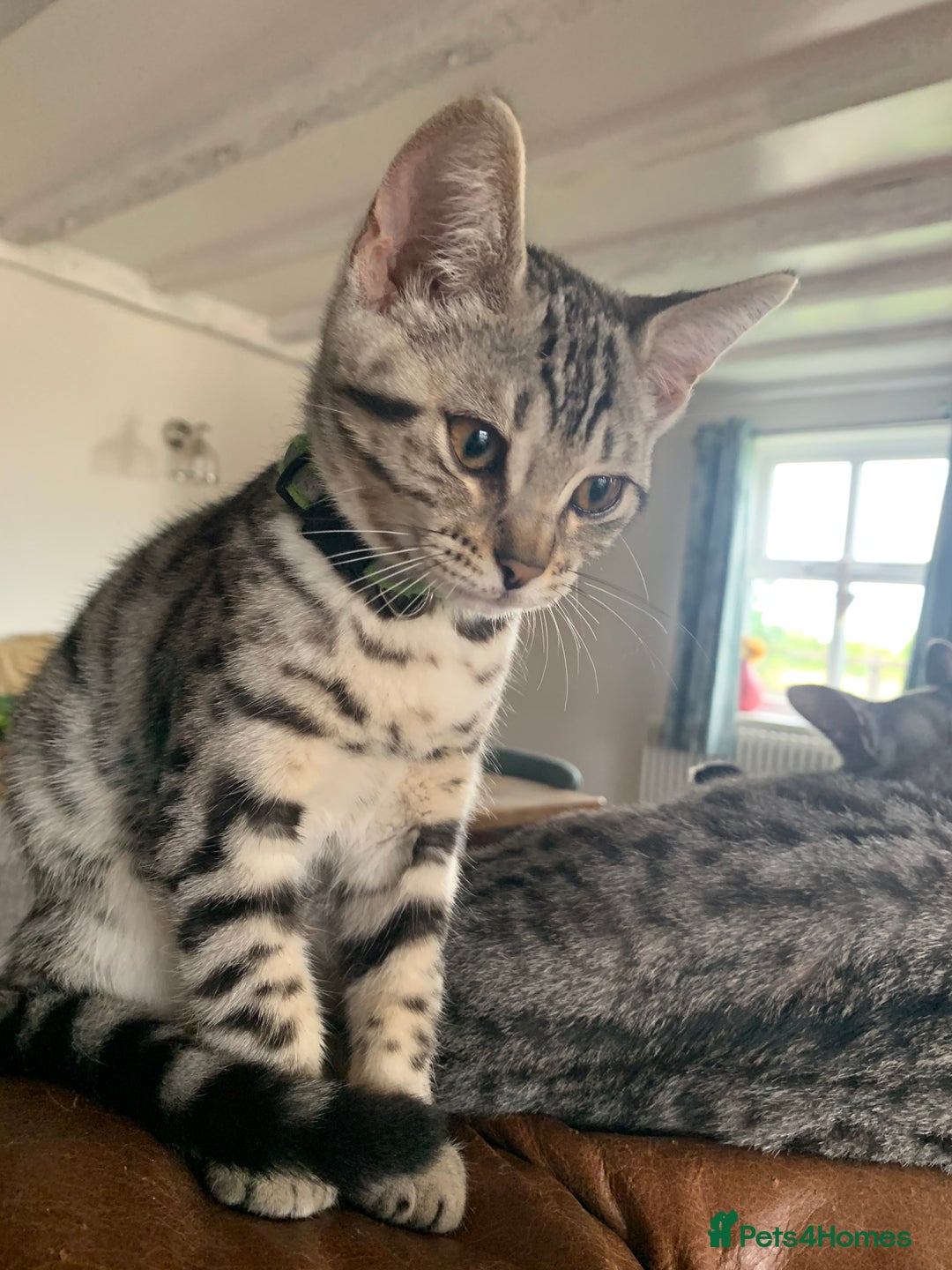 Bengal cats for sale: Bengal Kitten green collar - Bengal x Smokey Grey BSH Kittens - Image 2