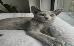 Bengal cats for sale: RUSSIAN BLUE BENGLES - Image 25
