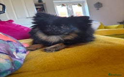 Pomeranian dogs for sale: 1.5 year old female Russian Pomeranian  - Image 10