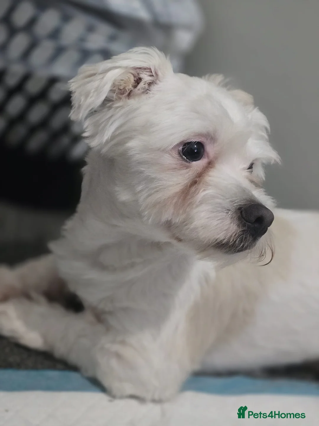 Maltese dogs for sale: Max the Maltese Boy 🐕  in Newport - Advert 1
